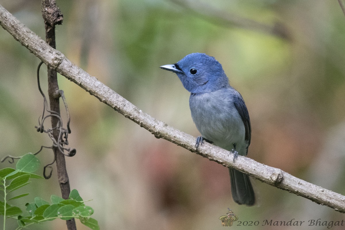 Black-naped Monarch - ML237198911