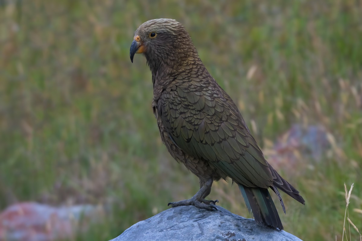 Kea - ML237200781