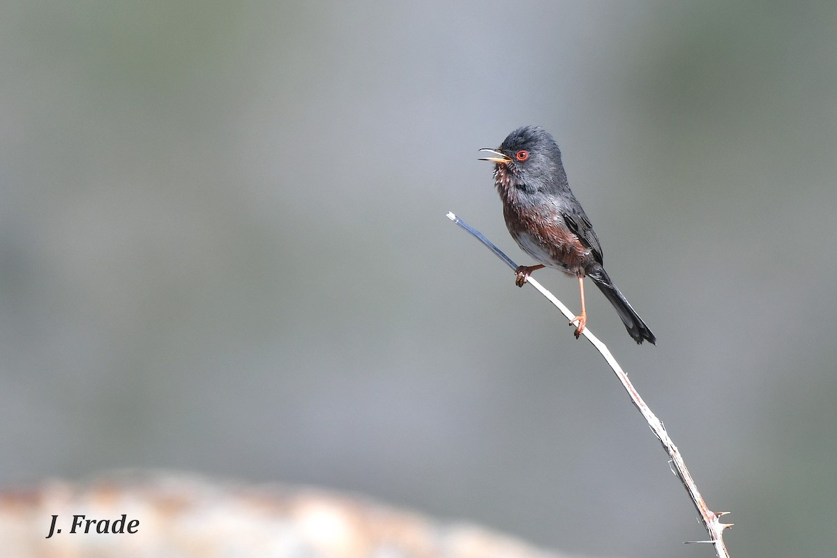 Dartford Warbler - José Frade