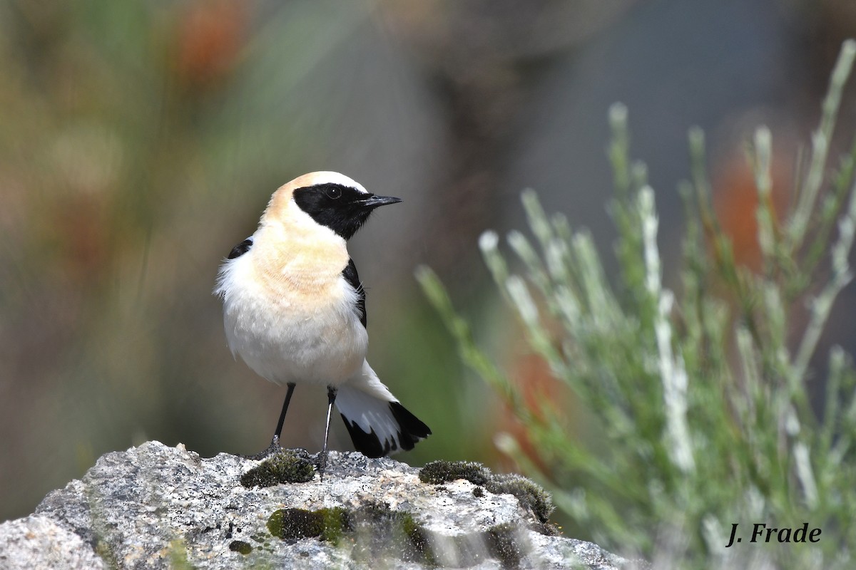 Western Black-eared Wheatear - ML237202631