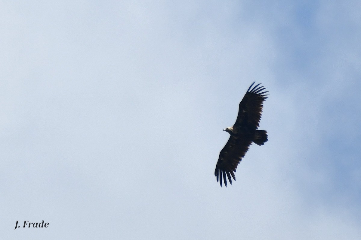 Cinereous Vulture - ML237202681