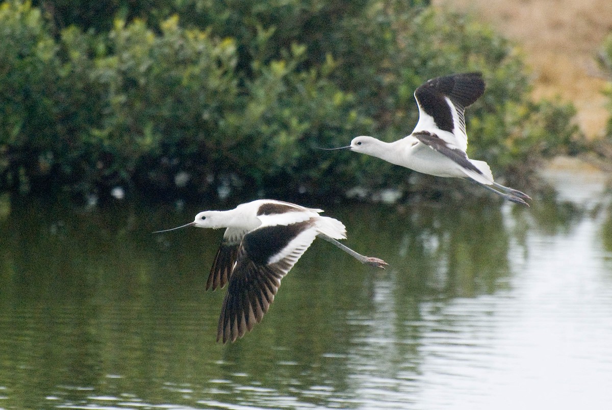 American Avocet - ML23720301