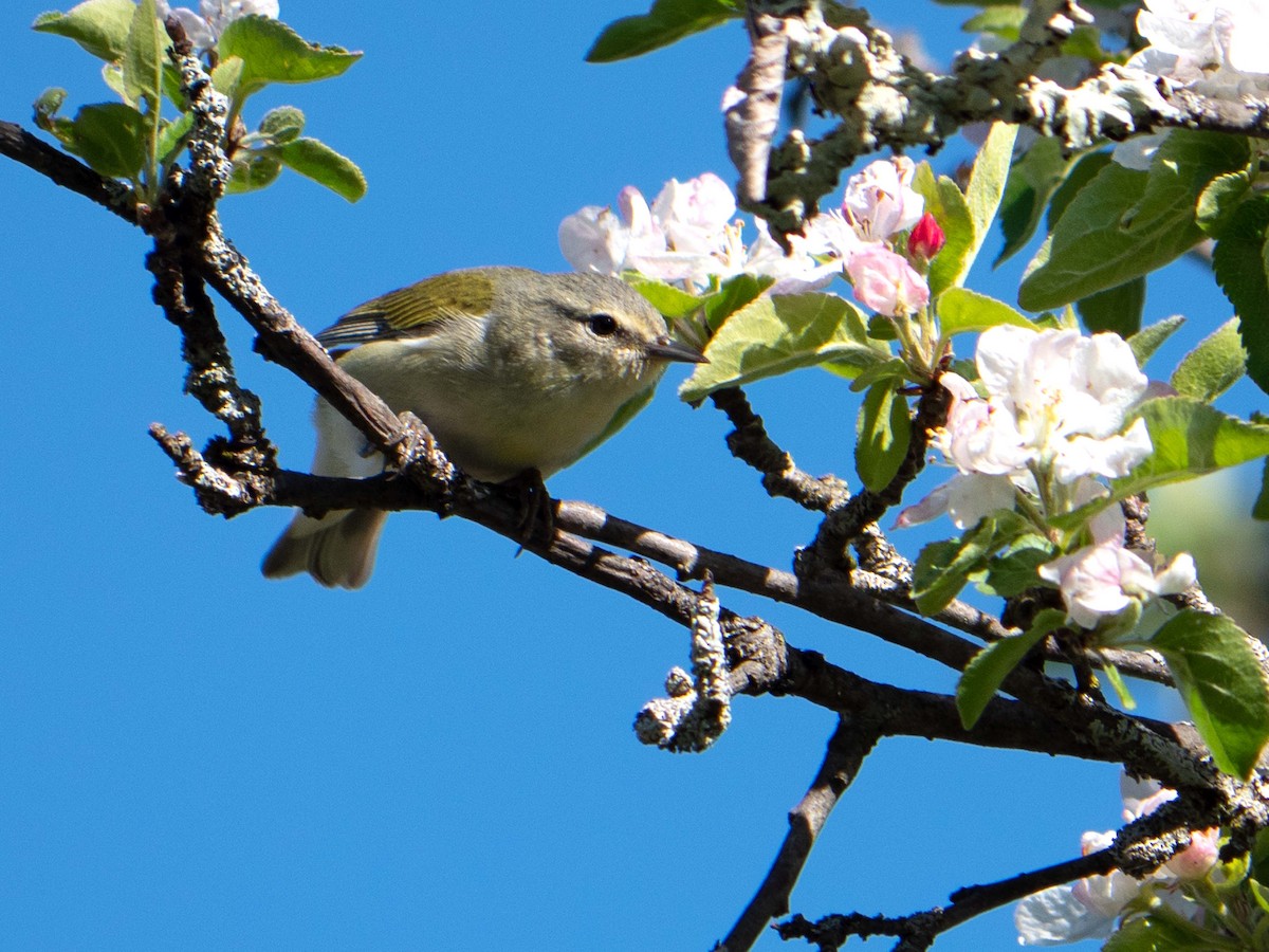 Tennessee Warbler - ML237203721