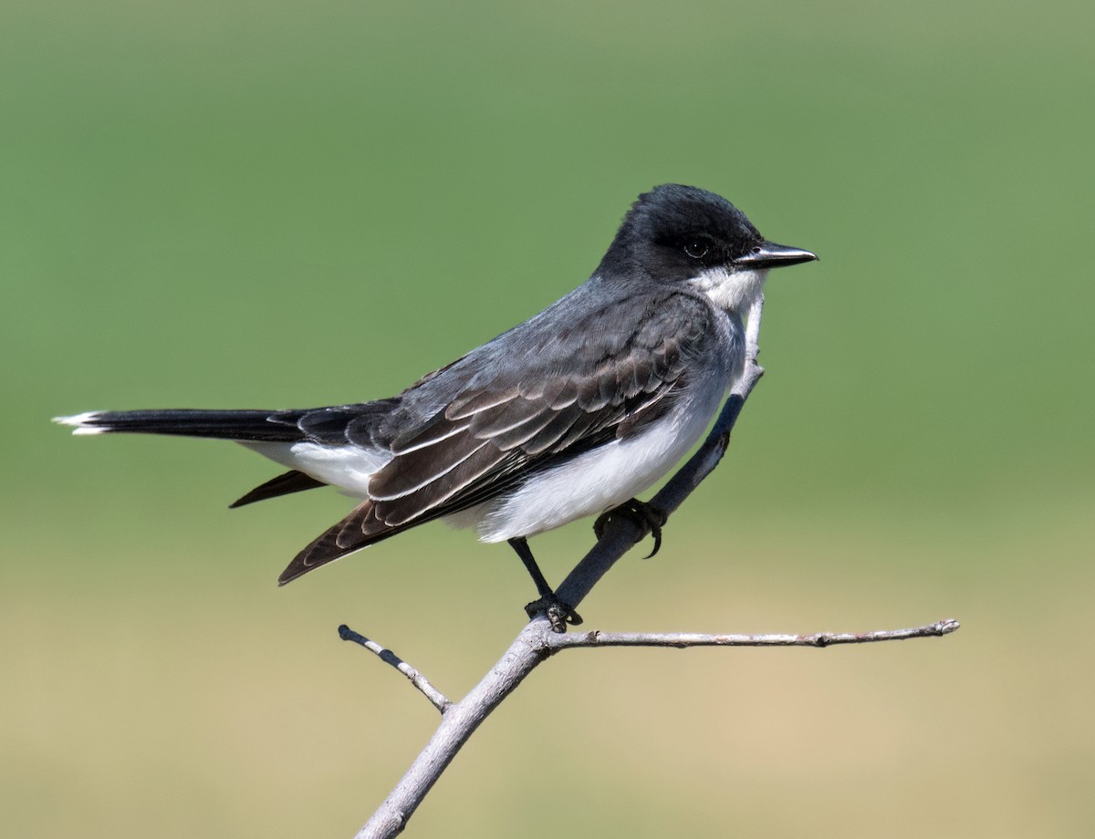 Eastern Kingbird - ML237203991