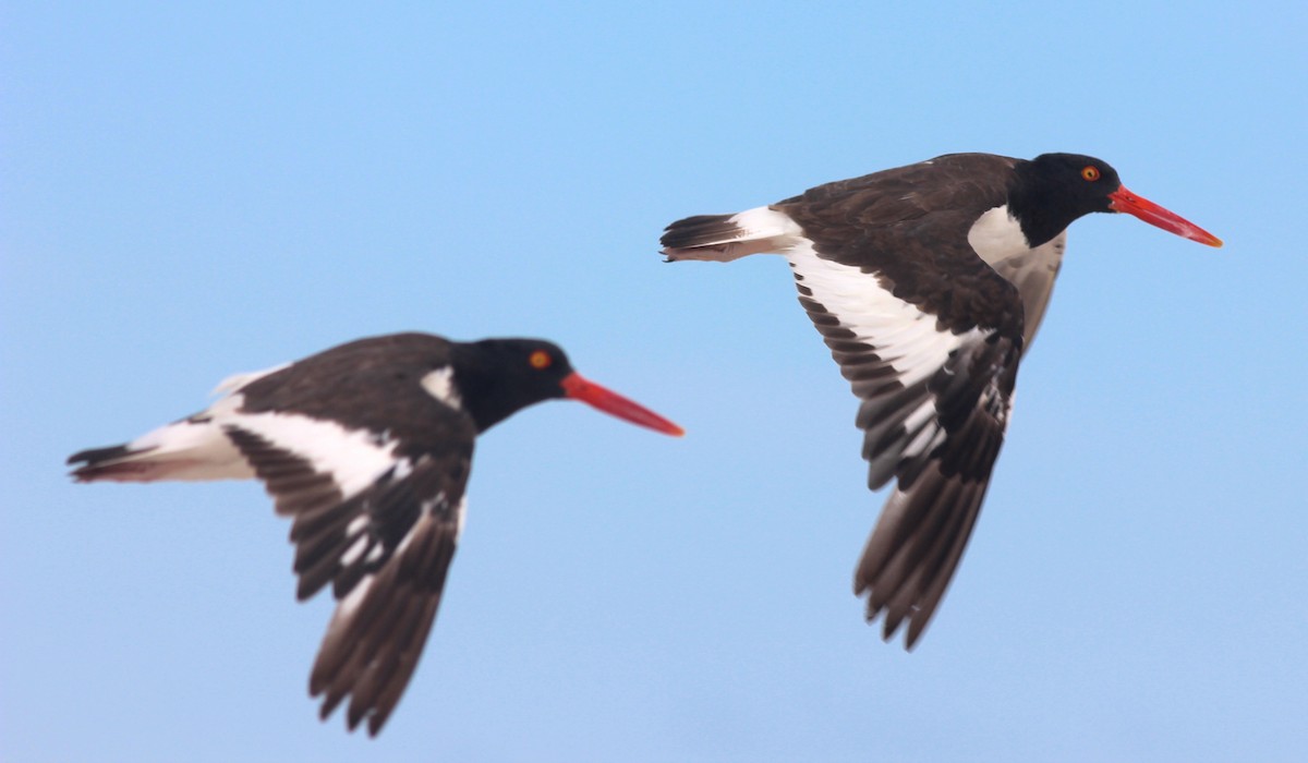 American Oystercatcher - ML23720401