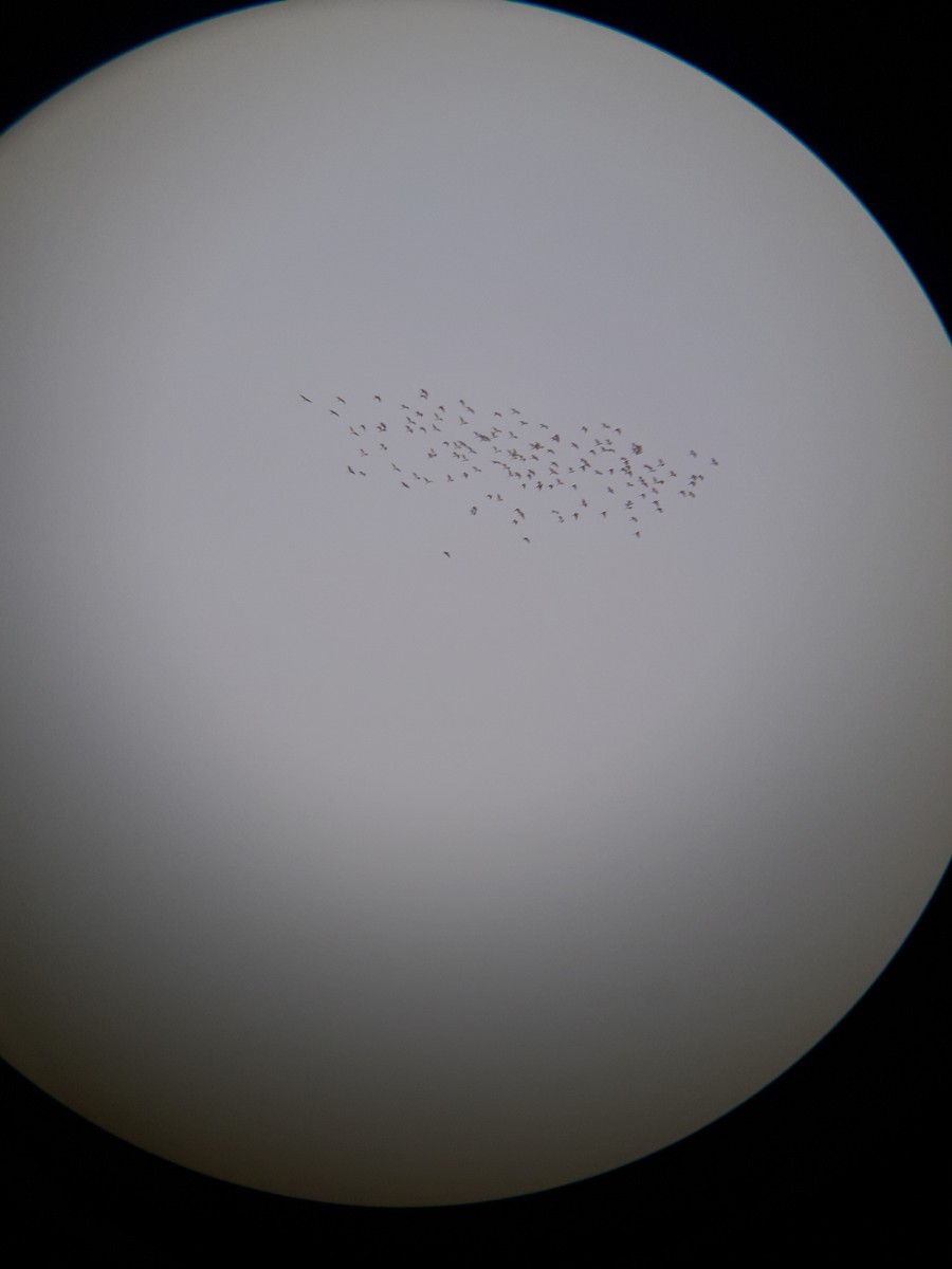 Koromandelkuhreiher - ML237204251