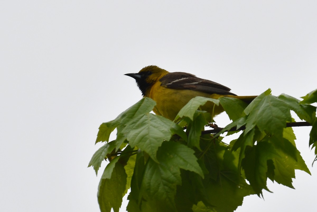 Orchard Oriole - ML237204761