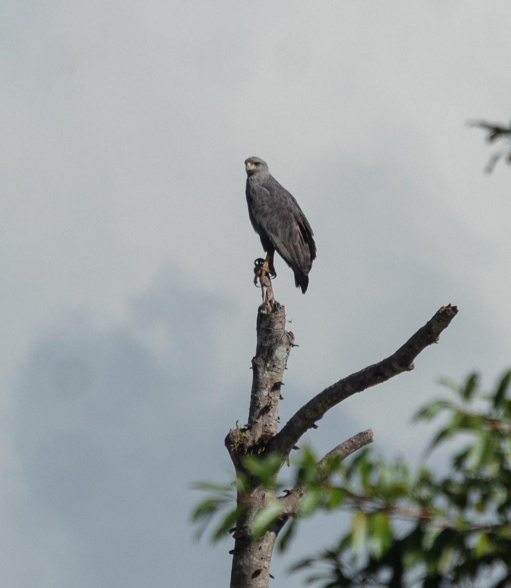 Chaco Eagle - ML237205021