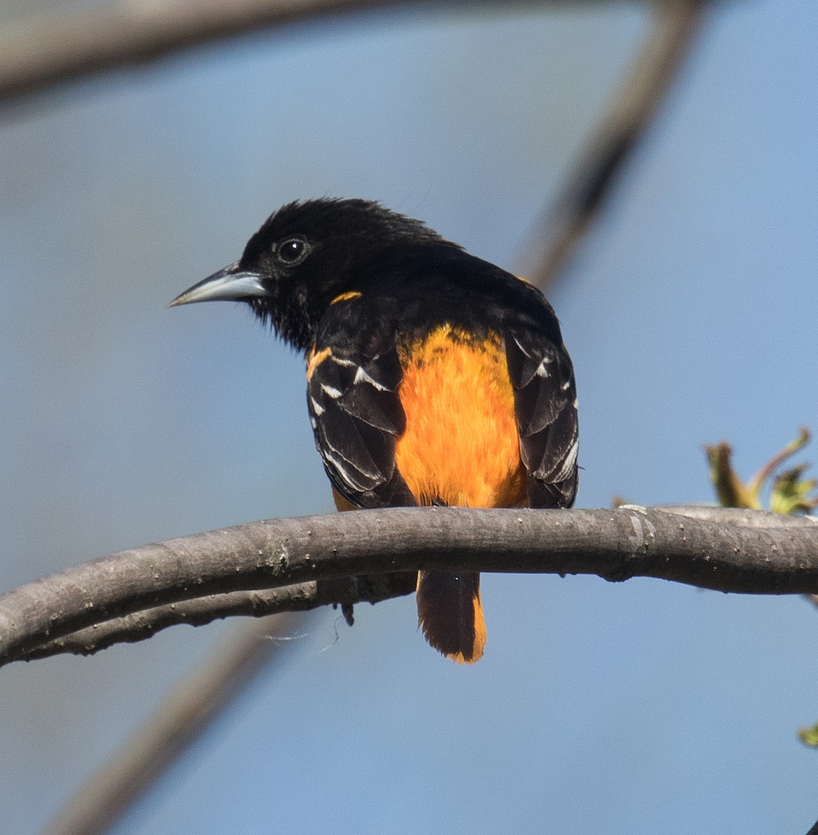 Baltimore Oriole - ML237205201