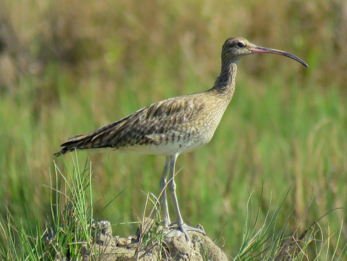 Whimbrel - ML237205361