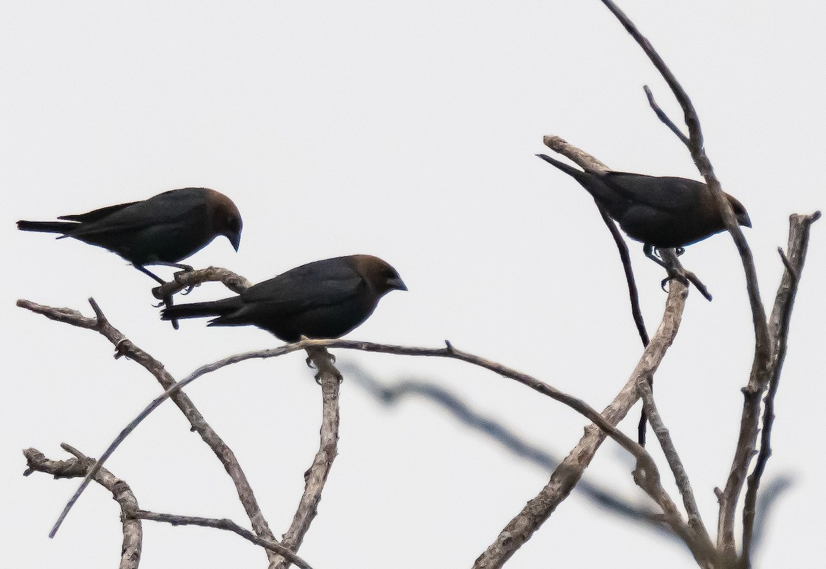 Brown-headed Cowbird - Mike  Spillars