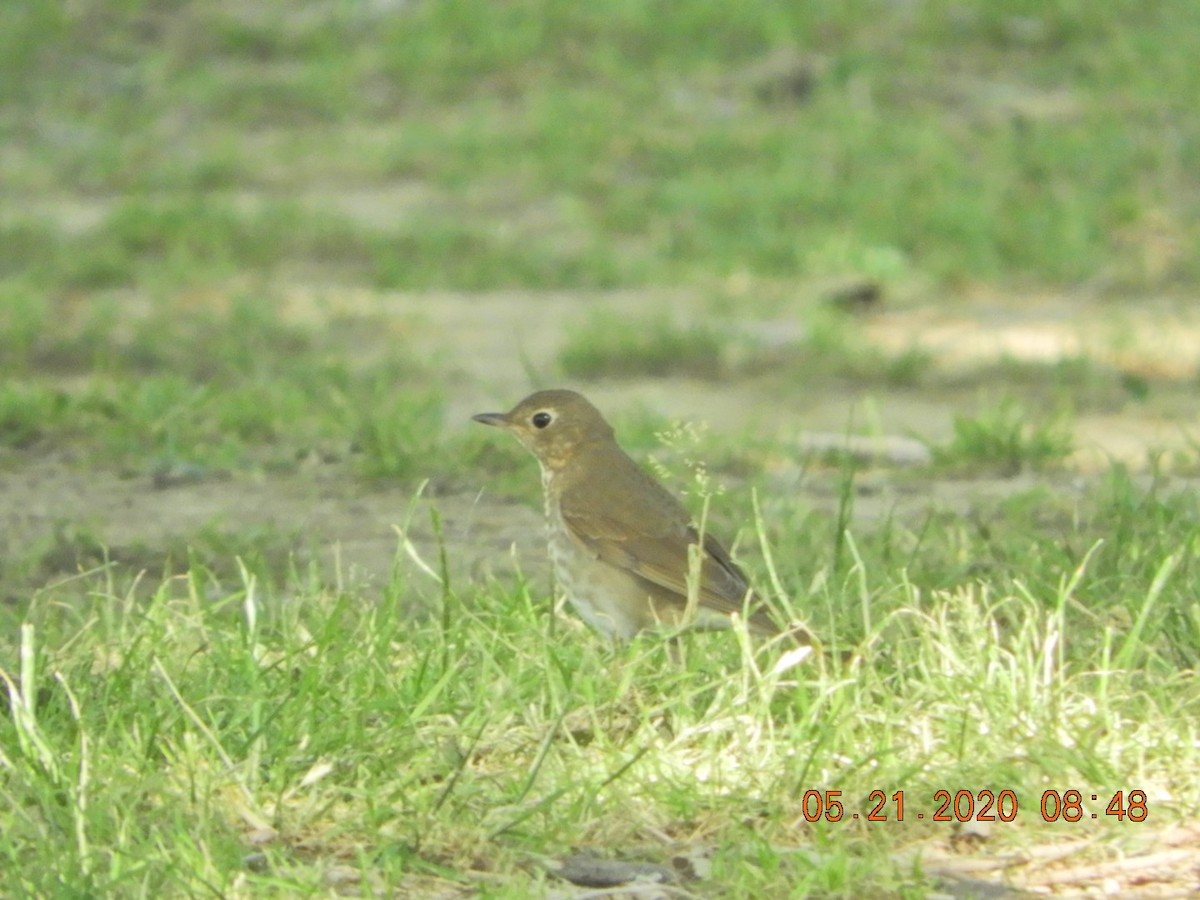 Swainson's Thrush - ML237208181