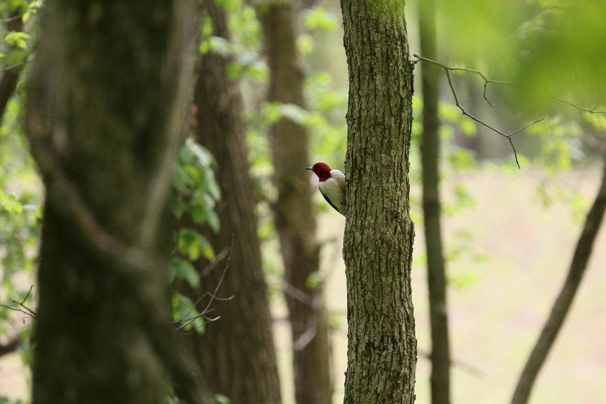 Red-headed Woodpecker - ML237209481