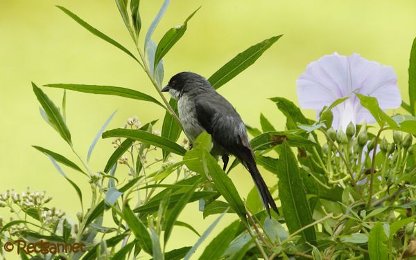 Black-capped Warbling Finch - ML23720971