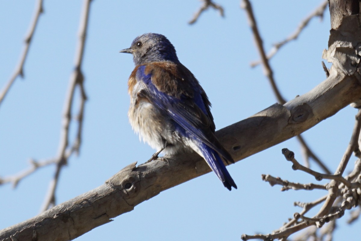 Western Bluebird - Tom Cassaro