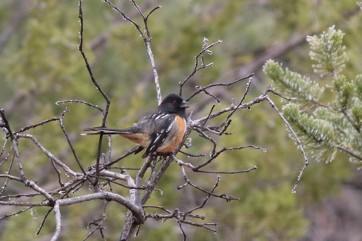Spotted Towhee - ML237211221
