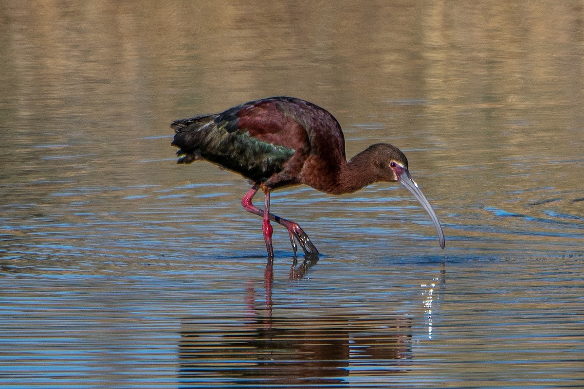 White-faced Ibis - ML237211461