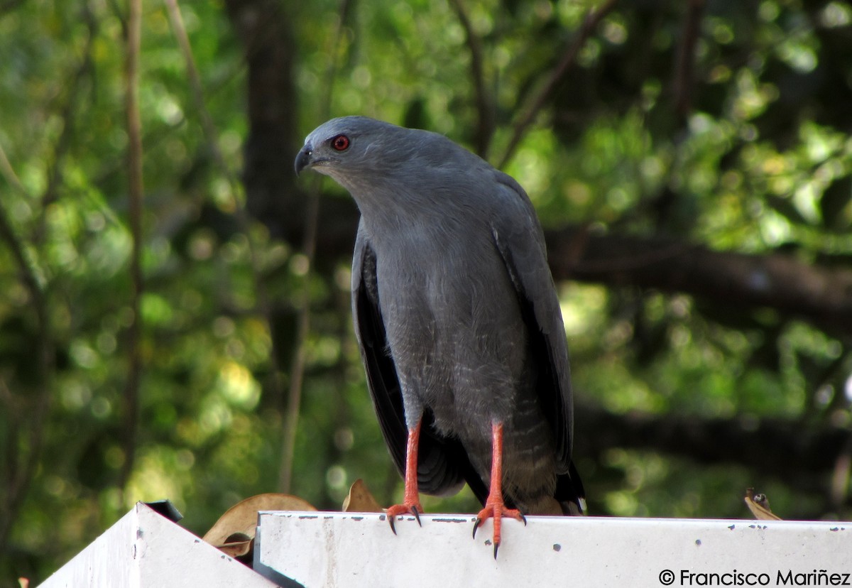 Stelzenbussard - ML23721201