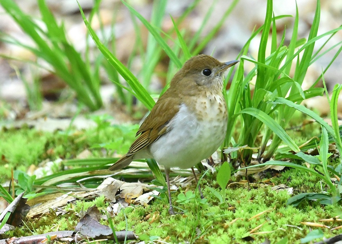 Veery - Gary Chapin