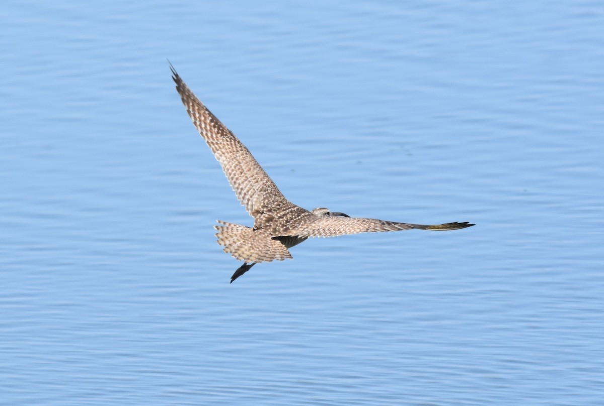 Whimbrel (Hudsonian) - ML237216071