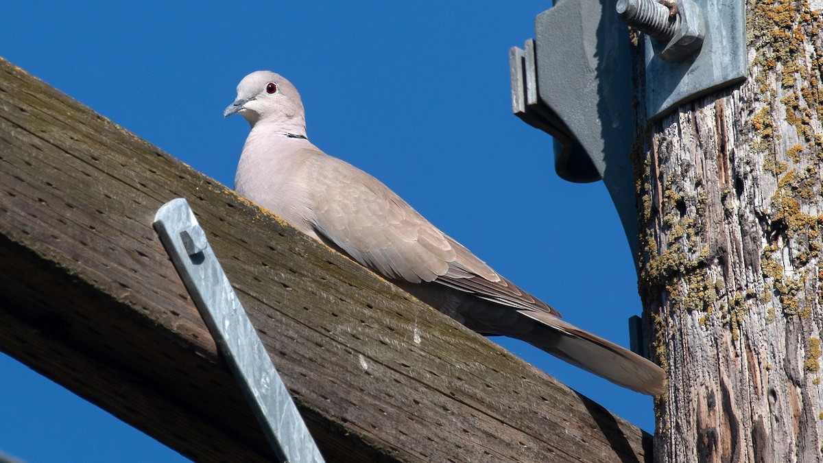 Eurasian Collared-Dove - Jim Gain