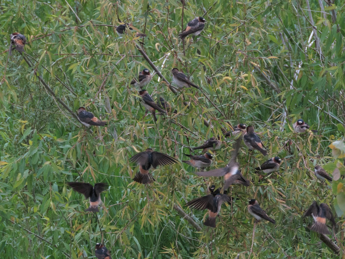 Cliff Swallow - ML237219731