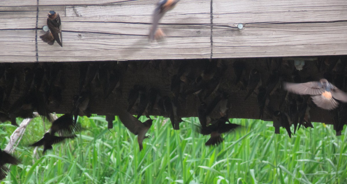 Cliff Swallow - ML237219791