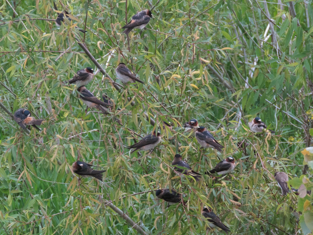 Cliff Swallow - ML237219801