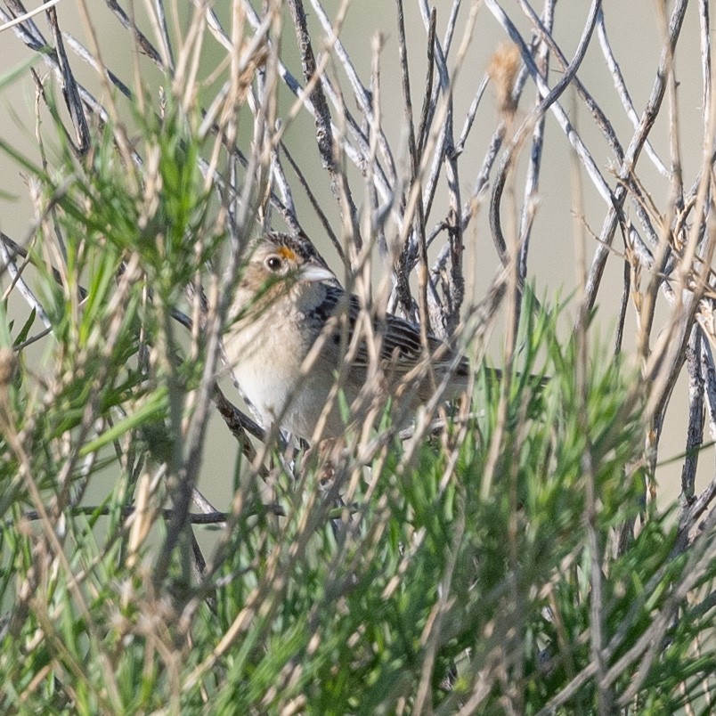 Grasshopper Sparrow - ML237219871