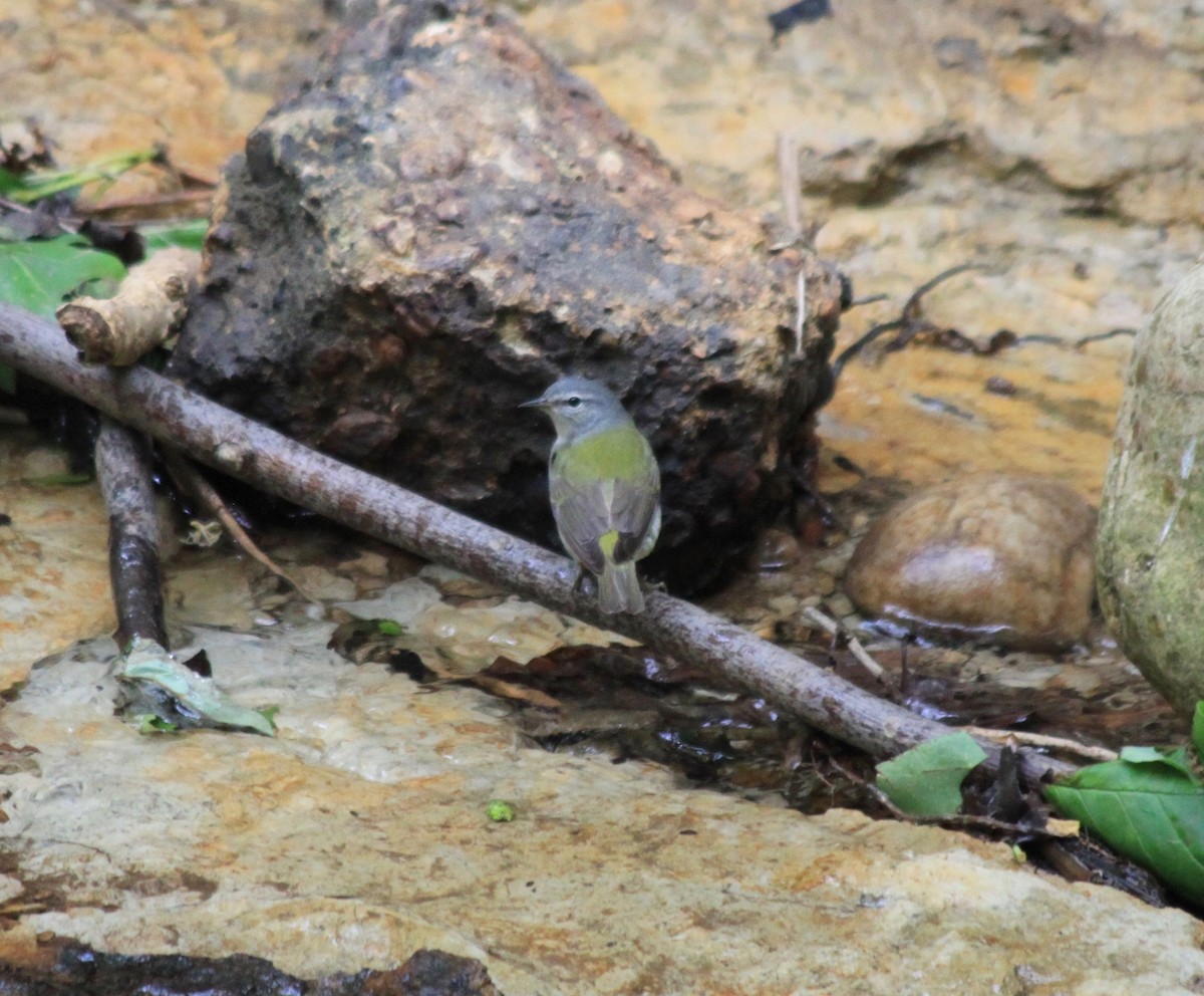 Tennessee Warbler - ML237220171