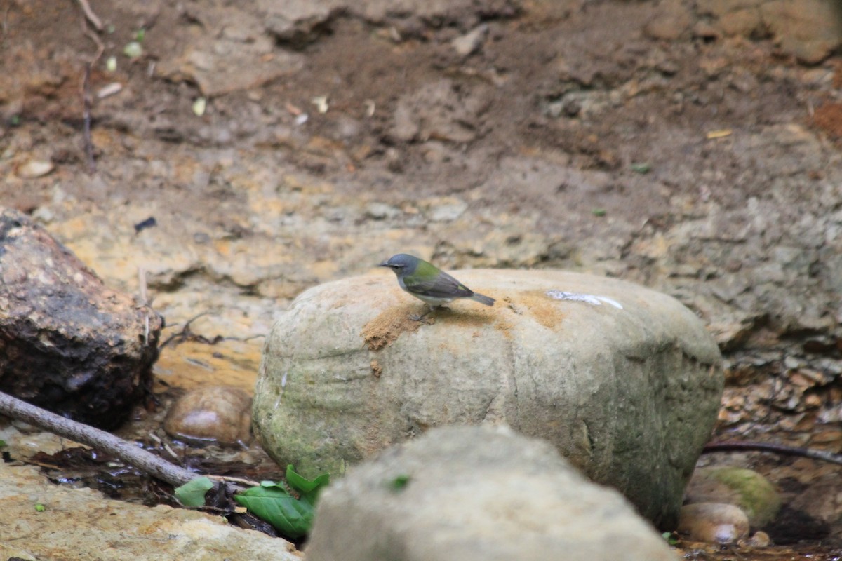 Tennessee Warbler - ML237220181