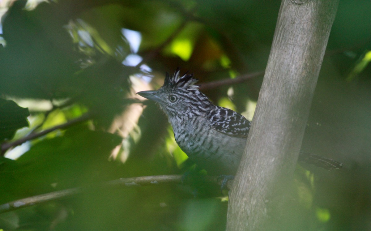 Barred Antshrike (Barred) - Jay McGowan