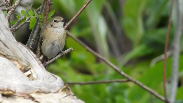 Common Redstart - ML237220821