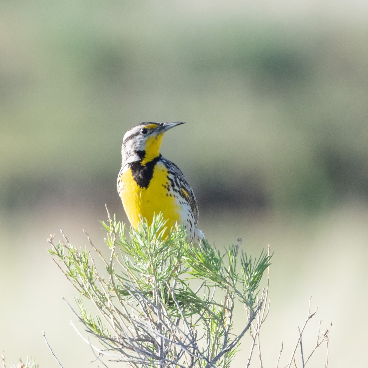 Western Meadowlark - ML237220871