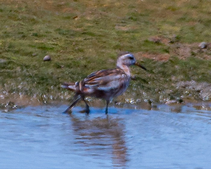 Phalarope à bec large - ML237221411