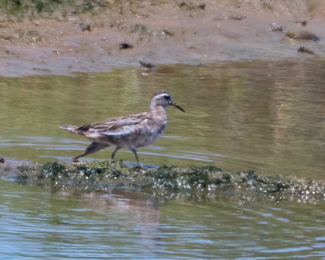 Phalarope à bec large - ML237221421