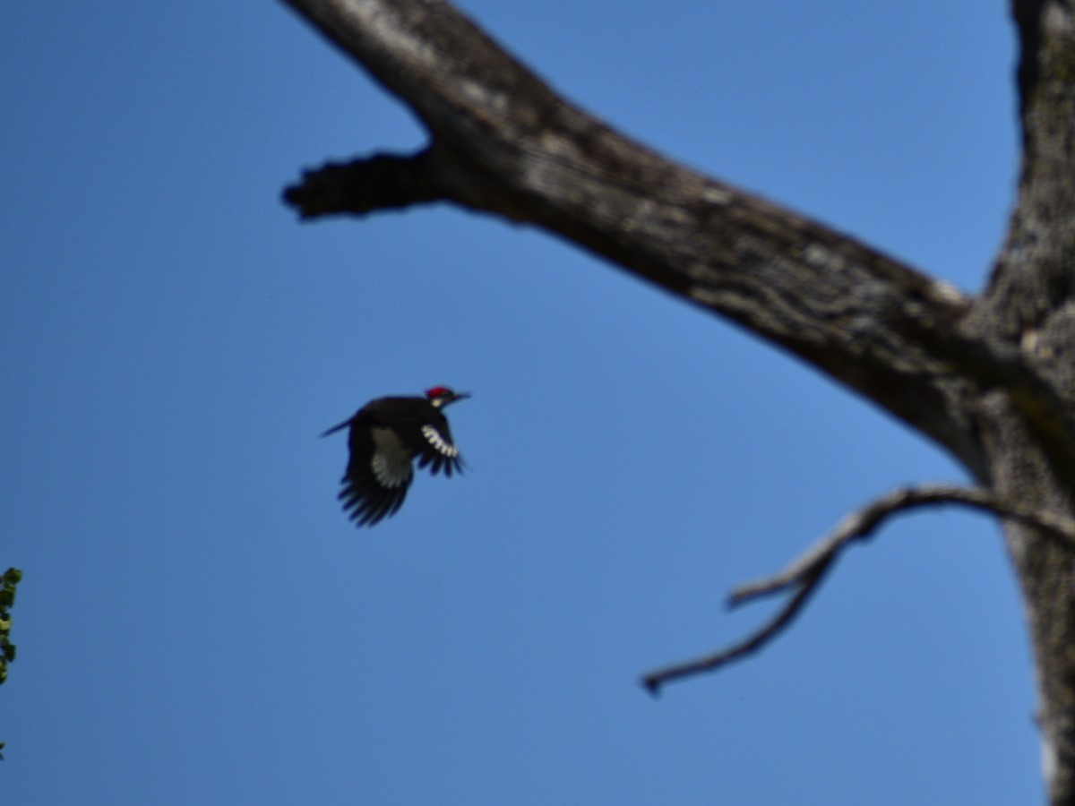 Pileated Woodpecker - ML237221511