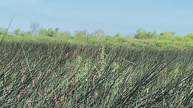 Râle noir - ML237222191