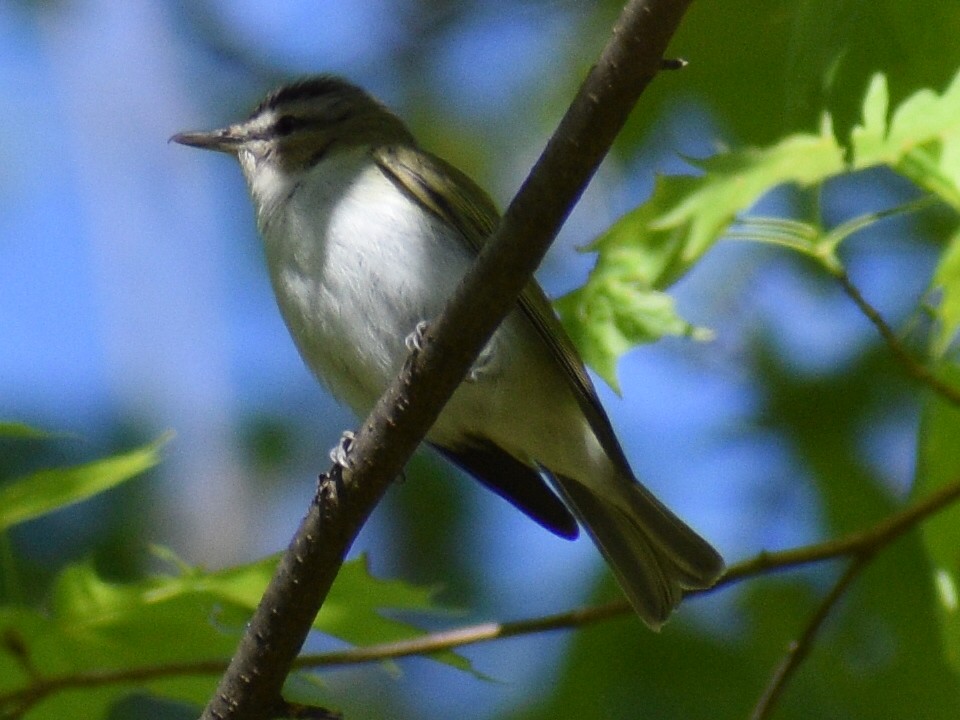 Kızıl Gözlü Vireo - ML237223431