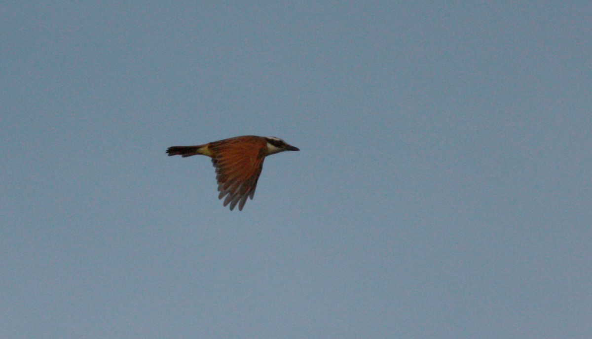 Great Kiskadee - ML23722421