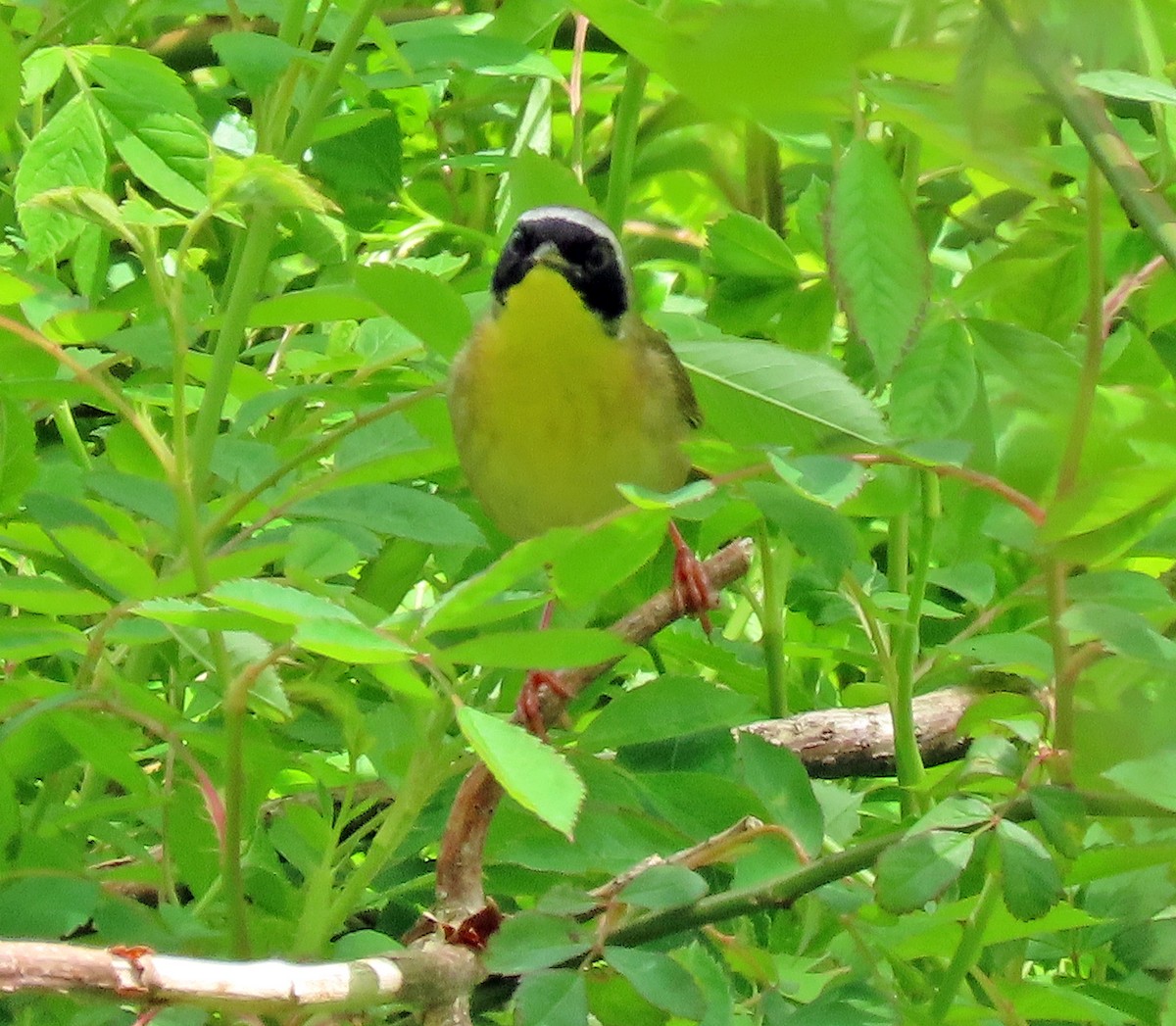 Common Yellowthroat - ML237224561