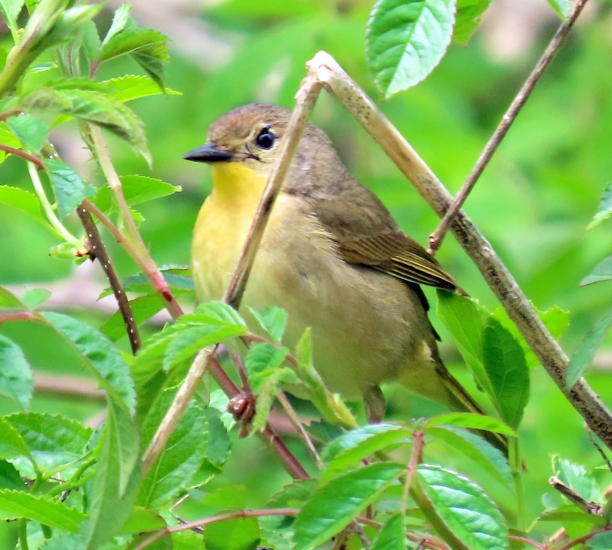 Common Yellowthroat - ML237224581