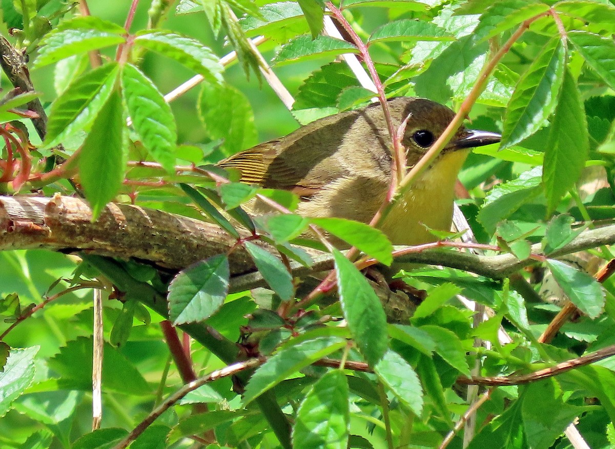 Common Yellowthroat - ML237224621