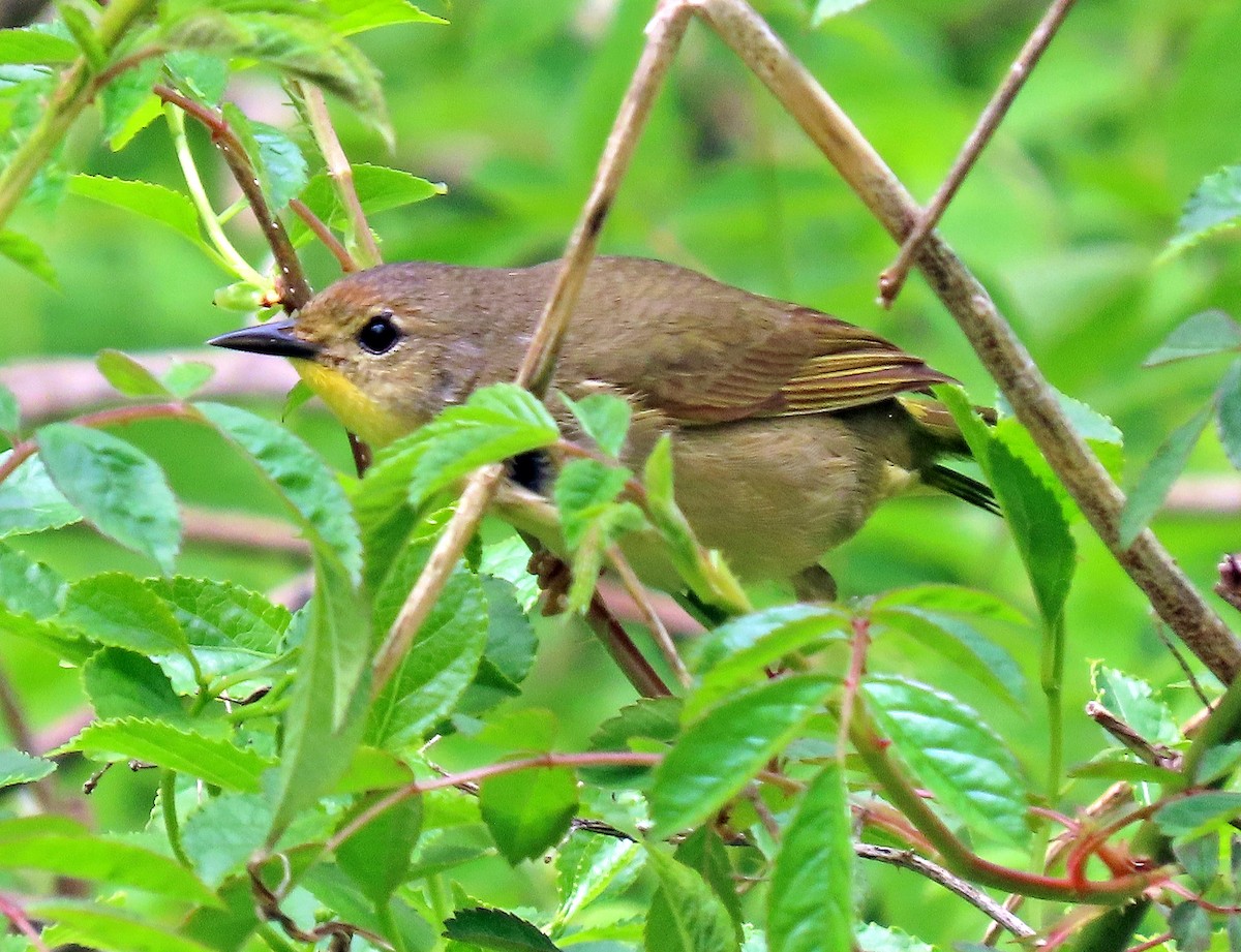 Common Yellowthroat - ML237224631