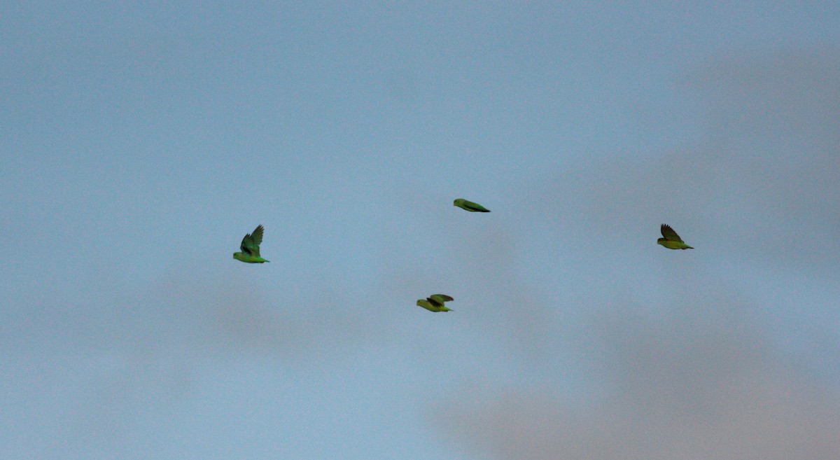 Green-rumped Parrotlet - ML23722491