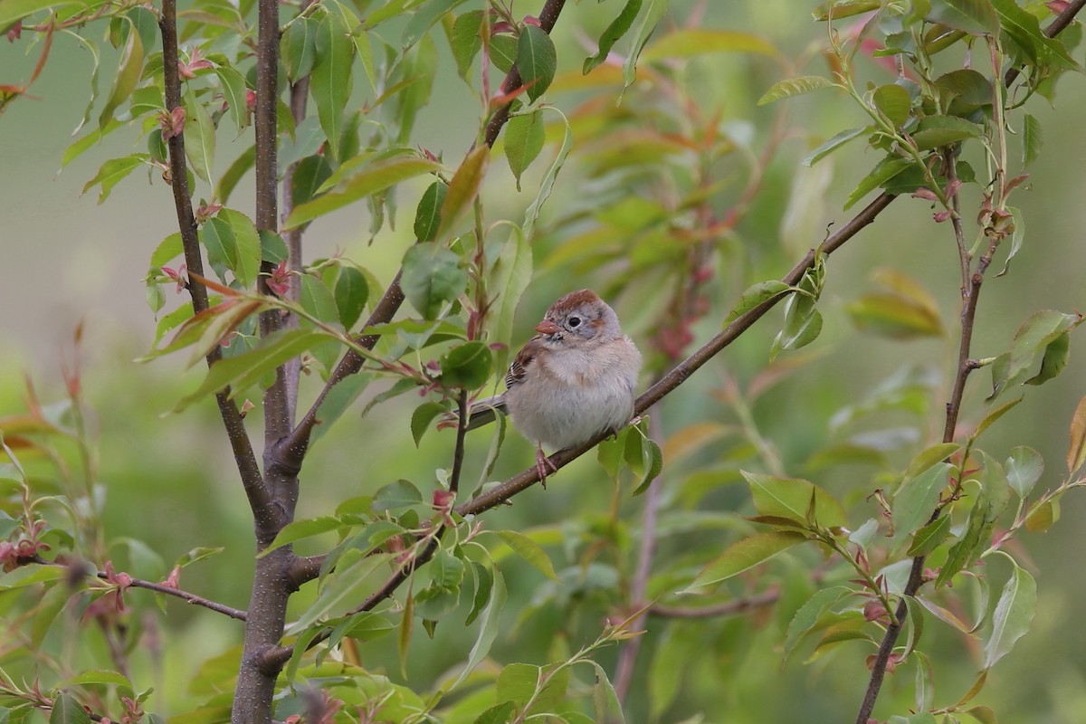 Field Sparrow - ML237225061