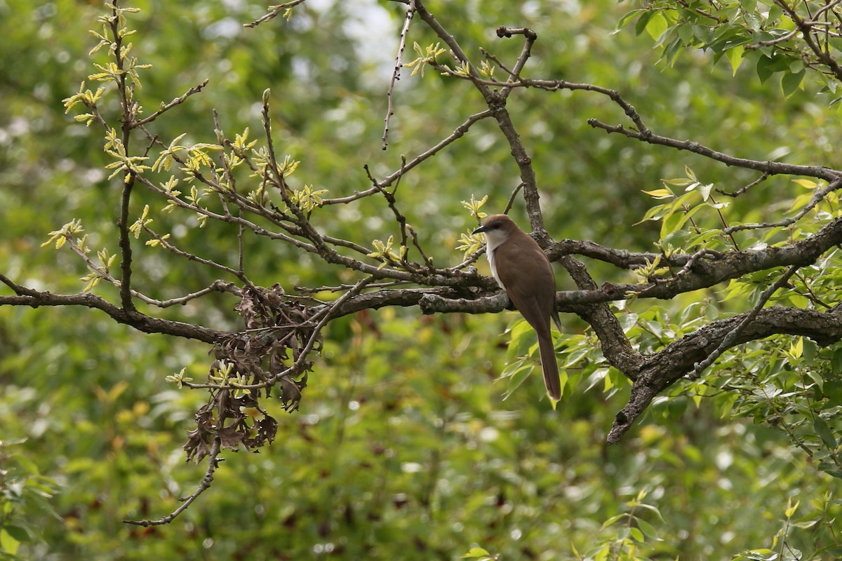 Black-billed Cuckoo - ML237225491