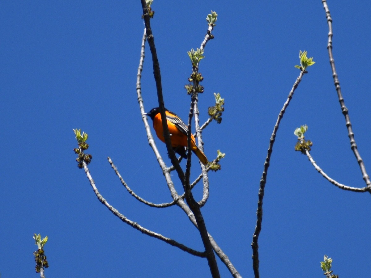 Baltimore Oriole - ML237225731