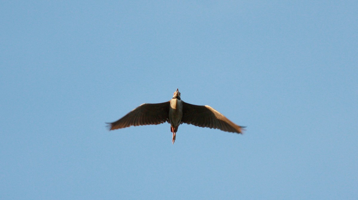 Yellow-crowned Night Heron - ML23722621