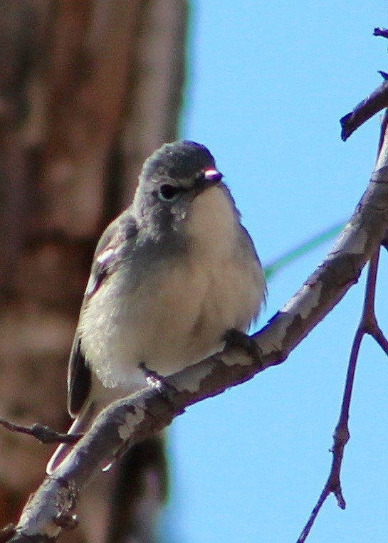 Plumbeous Vireo - ML23722651